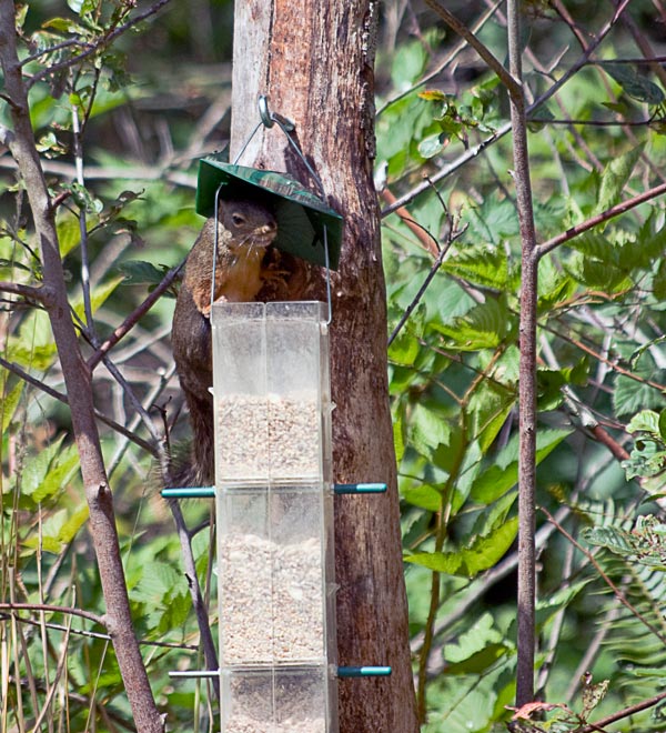 squirell in bird feeder